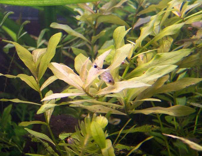 Hygrophila Polysperma - Plantas de Sebastián Barilari