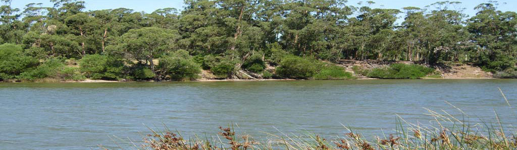 Fotografía de la portada original de Uruguay en el Acuarista: un curso de agua junto a una orilla arbolada